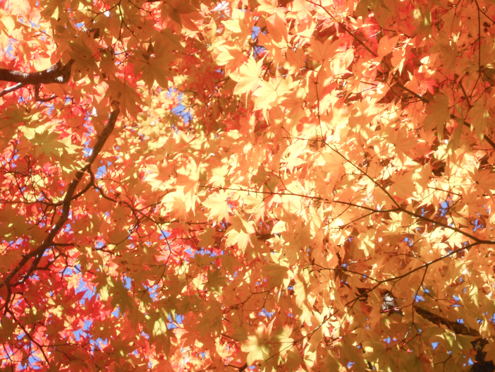 南向きの広葉樹林では紅葉が映える！